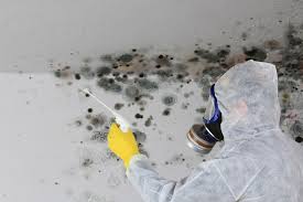 Mold Documentation for Insurance Claims in Carey, OH